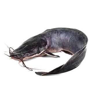 Fish Catfish