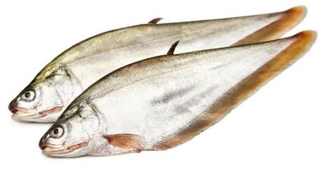 Fish Featherback
