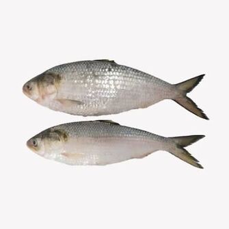 Fish Hilsa