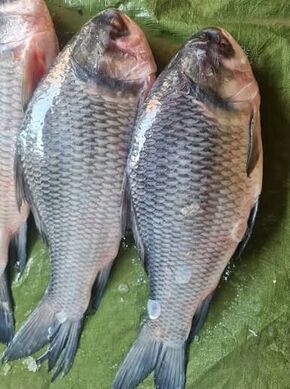 Fish Katla