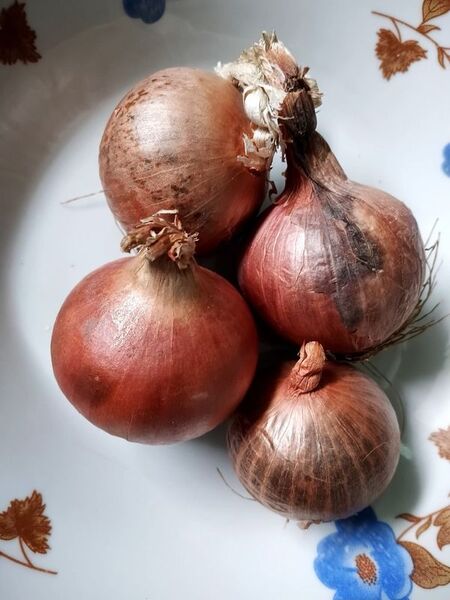 Onion