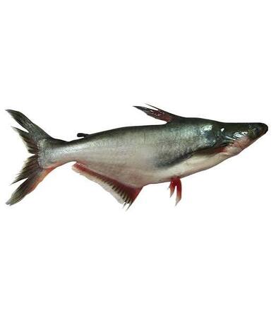 Fish Pangush