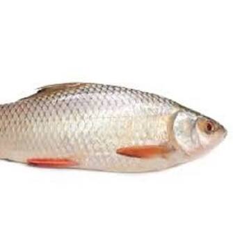 Fish Rohu