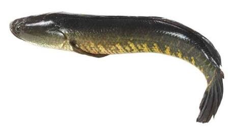 Fish Snakehead