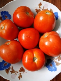 Tomato